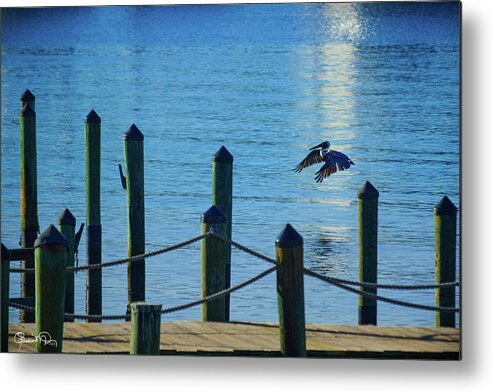 Susan Molnar Metal Print featuring the photograph Last Light Flight by Susan Molnar