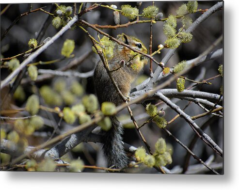 Chipmunk Metal Print featuring the photograph Late Morning Snack by Melisa Elliott
