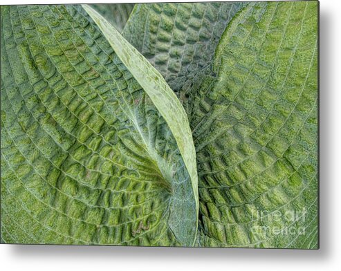 Abstracts Metal Print featuring the photograph Laughing Leaves by Marilyn Cornwell