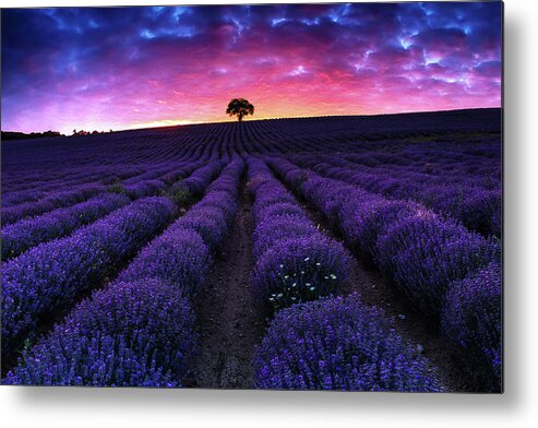 Afterglow Metal Print featuring the photograph Lavender Dreams by Evgeni Dinev