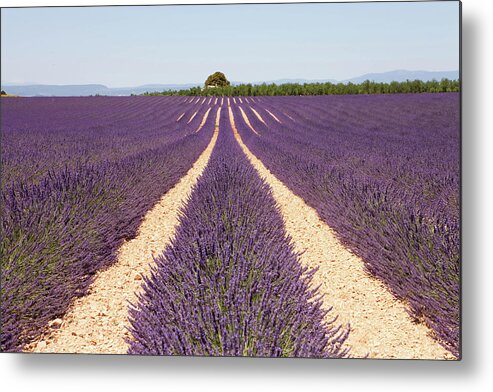In A Row Metal Print featuring the photograph Lavender Field by © Enrica Bressan