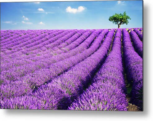 Tranquility Metal Print featuring the photograph Lavender Field And Tree In Summer by Matteo Colombo