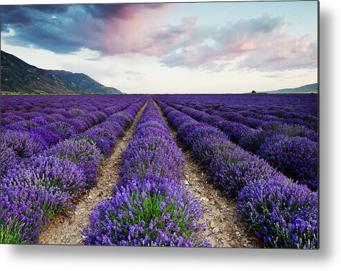 Lavender Metal Print featuring the photograph Lavender Field by Nicole Young