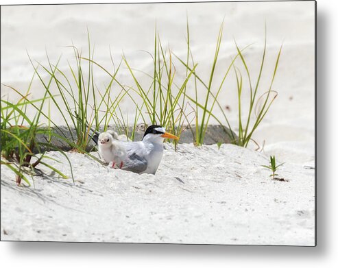 Baby Birds Metal Print featuring the photograph Least Tern with Chicks by Susan Rissi Tregoning
