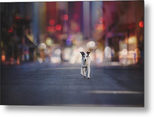 Animals Metal Print featuring the photograph Leaving Las Vegas... by Heike Willers