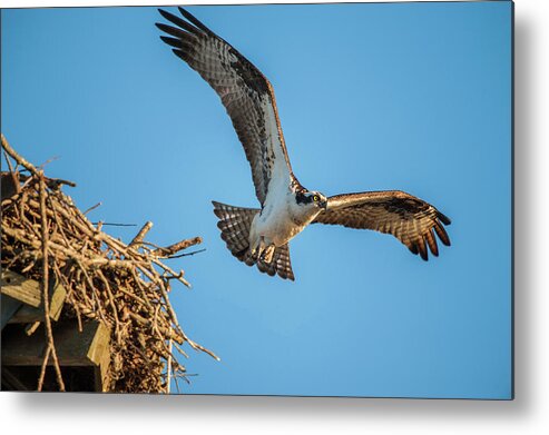 Nature Metal Print featuring the photograph Leaving The Nest by Cathy Kovarik