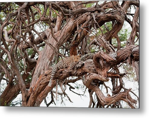 Material Metal Print featuring the photograph Leopard, Chobe National Park, Botswana by Mint Images/ Art Wolfe