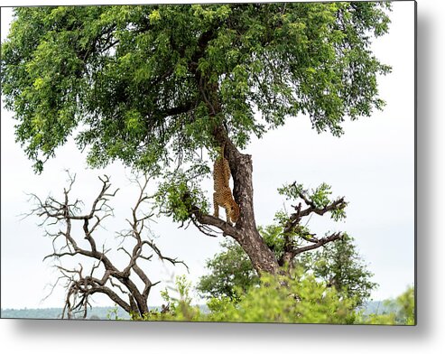 Leopard Metal Print featuring the photograph Leopard Descending a Tree by Mark Hunter