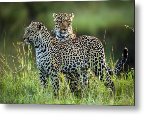 Wildlife Metal Print featuring the photograph Leopard Family by Roshkumar