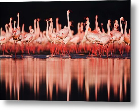 Kenya Metal Print featuring the photograph Lesser Flamingos Phoenicopterus Ruber by Jami Tarris