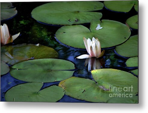 Lily Pad Metal Print featuring the photograph Light on Dark Lily Pads by Dianne Morgado