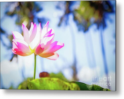 Pink Flower Metal Print featuring the photograph Lily Amidst the Palms by Becqi Sherman