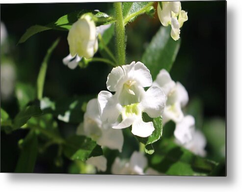 Lily Of The Valley Metal Print featuring the photograph Lily of the Valley, Cape May by Christopher Lotito
