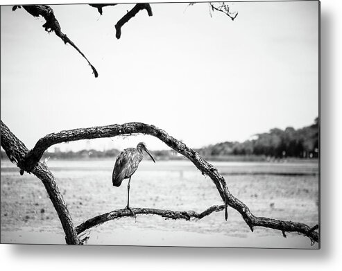 Nature Metal Print featuring the photograph Limpkin by Joe Leone