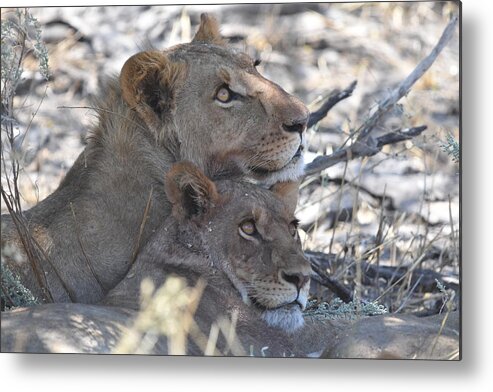 Lion Metal Print featuring the photograph Lion Pair by Ben Foster