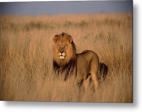 Male Animal Metal Print featuring the photograph Lion Panthera Leo, Adult Male, Standing by Photodisc
