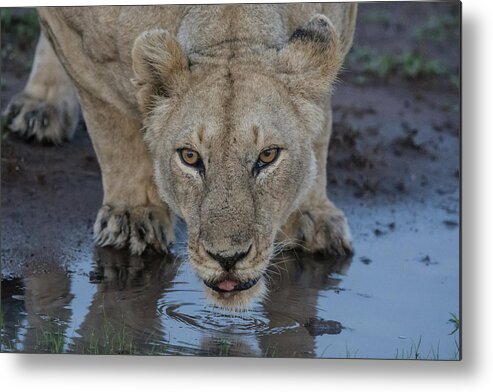 Lion Metal Print featuring the photograph Lioness drinking by Mark Hunter