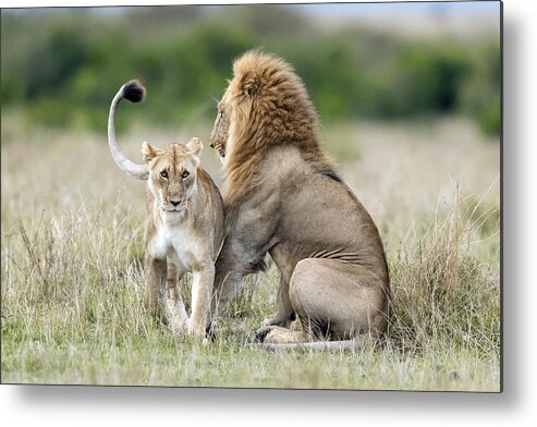 Wildlife Metal Print featuring the photograph Lioness Tempting For The Mating by Roshkumar