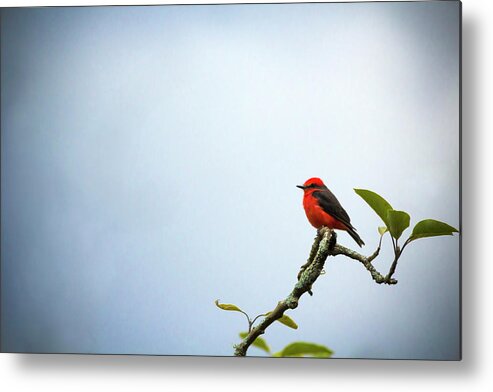Animal Themes Metal Print featuring the photograph Little Bird by Víctor Vargas Altamirano