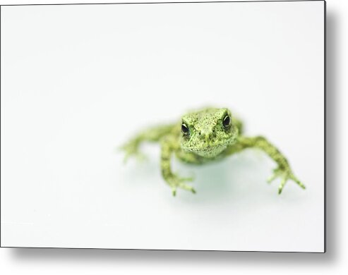 White Background Metal Print featuring the photograph Little Frog by Erik Van Hannen