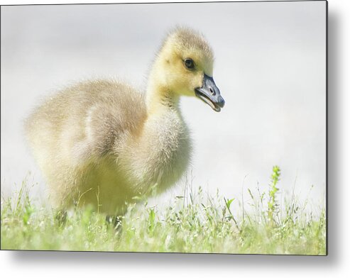 Goslings Metal Print featuring the photograph Little Gosling by Mary Ann Artz