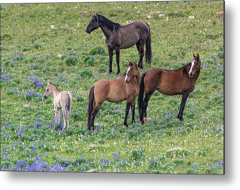 Pryor Mountain Metal Print featuring the photograph Little Mustang Band with Foal by Douglas Wielfaert
