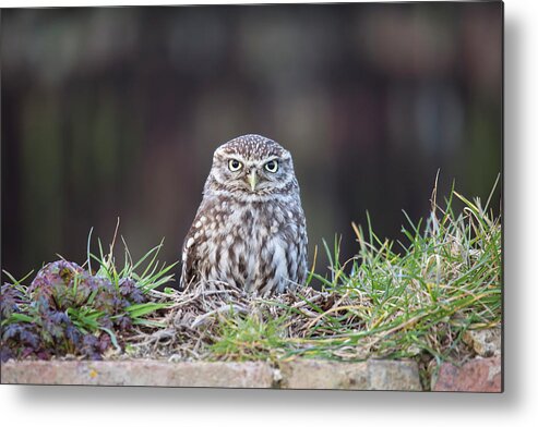 Grass Metal Print featuring the photograph Little Owl Resting On Wall by Nick Cable