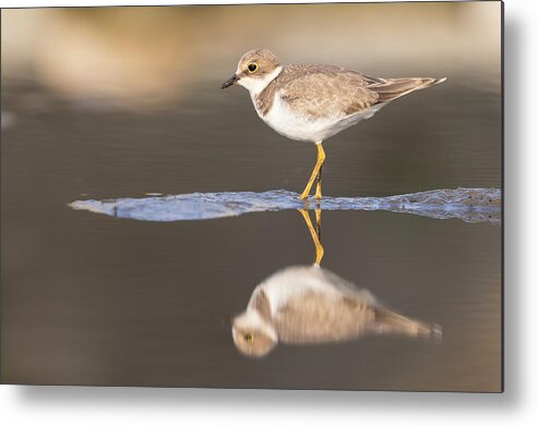 Little Ringed Plover Metal Print featuring the photograph Little Ringed Plover by Paolo Bolla