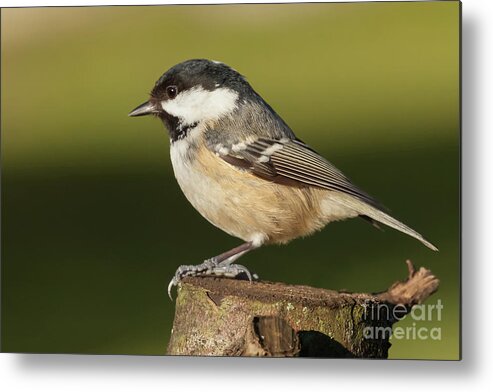 Log Metal Print featuring the photograph Little wild coal tit on a log cose up by Simon Bratt