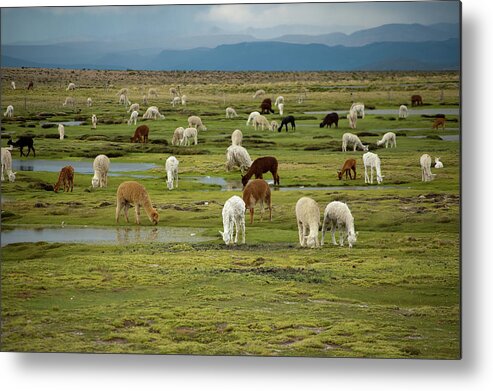 Grass Metal Print featuring the photograph Llamas Grazing Near Colca Canyon by Pearl Vas