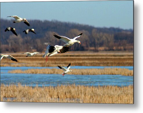 Snow Geese Metal Print featuring the photograph Loess Bluff Landing by Steve Karol