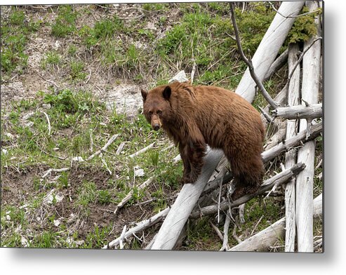 Bears Metal Print featuring the photograph Log Lover by Ronnie And Frances Howard