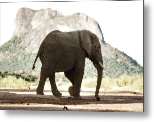 Lone Metal Print featuring the photograph Lone Ele by Niassa Lion Project