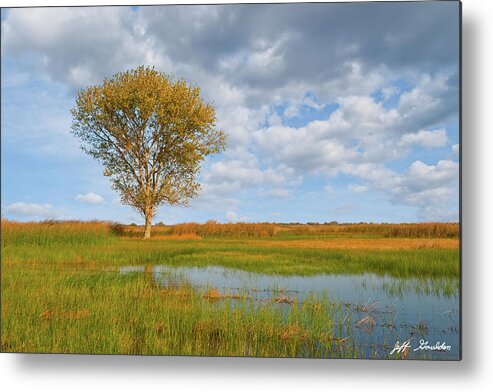 Autumn Metal Print featuring the photograph Lone Tree by a Wetland by Jeff Goulden