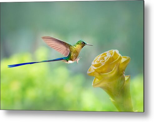 Long-tailed Sylph Metal Print featuring the photograph Long Tailed Sylph by Siyu And Wei Photography