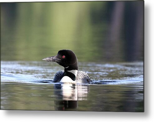 Common Loon Metal Print featuring the photograph Loon and Shimmering Reflections by Sandra Huston