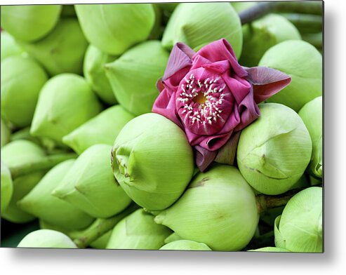Thai Culture Metal Print featuring the photograph Lotus Flowers by Shutterworx