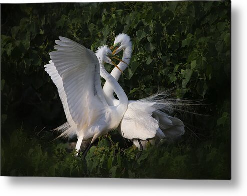 Bird Metal Print featuring the photograph Love Is In The Air! by Phillip Chang