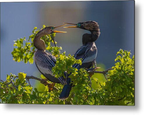 Wild Metal Print featuring the photograph Lovely Chatting by Mike He