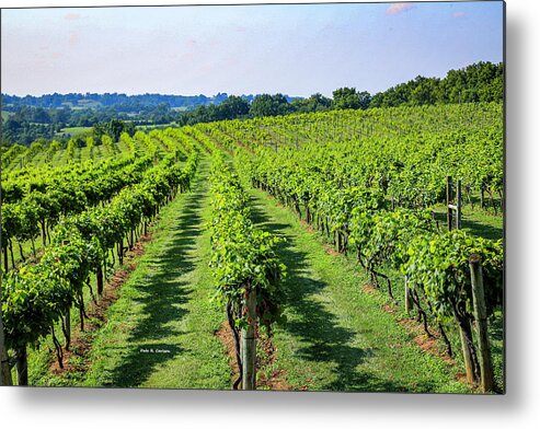 Vineyard Metal Print featuring the photograph Lover's Leap Vineyards by Dale R Carlson