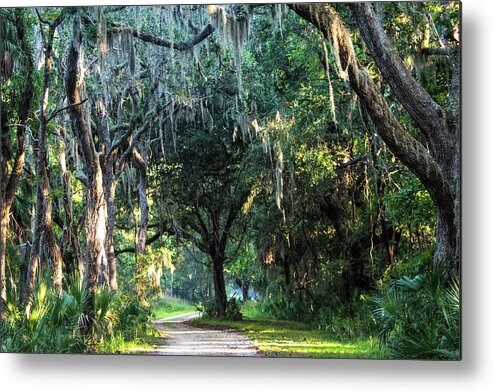 Pinckney Island National Wildlife Refuge Metal Print featuring the photograph Lowcountry Forest by Mary Ann Artz