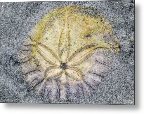 Sand Dollar Metal Print featuring the photograph Lucky Sand Dollar by Peggy Collins