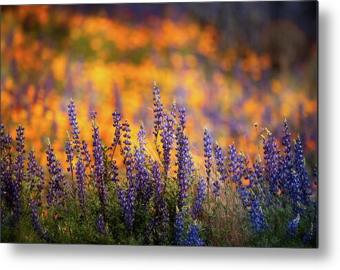 Arizona Metal Print featuring the photograph Lupine Sunset by Saija Lehtonen