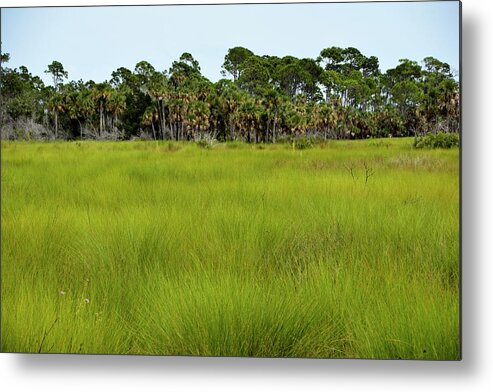 Florida Grass Savanna Metal Print featuring the photograph Lush Grasses by T Lynn Dodsworth