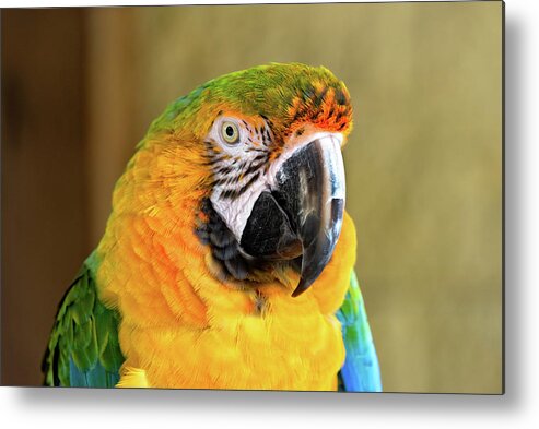 Parrot Metal Print featuring the photograph Macaw Parrot Portrait by Jim Vallee