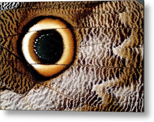 Caligo Idomeneus Metal Print featuring the photograph Macrophotograph Of Owl Butterfly Wing by Dr Keith Wheeler/science Photo Library