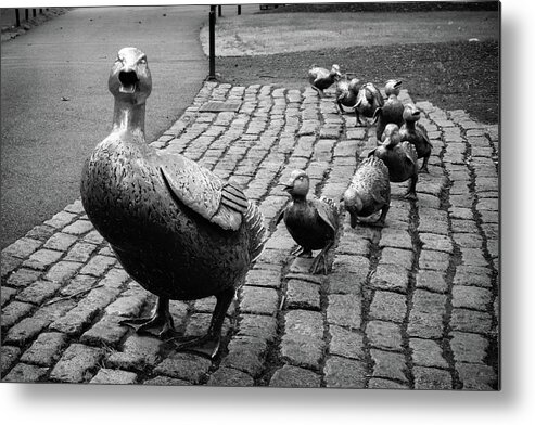 Make Way For Ducklings Metal Print featuring the photograph Make Way For Ducklings - Boston Public Garden in Black and White by Gregory Ballos