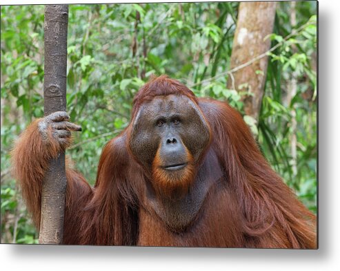 Suzi Eszterhas Metal Print featuring the photograph Male Orangutan In The Forest by Suzi Eszterhas