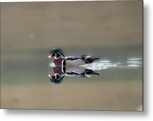 Wood Ducks Metal Print featuring the photograph Male wood duck reflection by Dan Friend