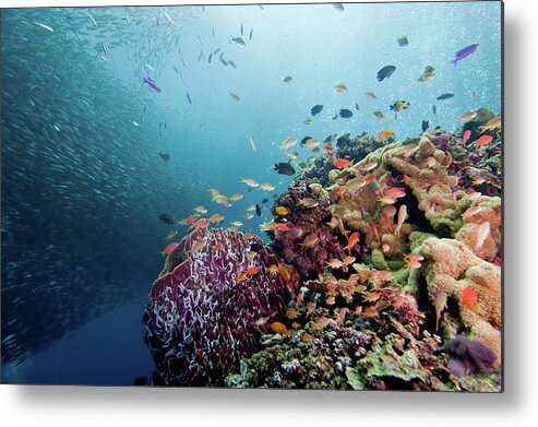 Underwater Metal Print featuring the photograph Many Coloful Fishes And So Many Sardine by Shin Okamoto